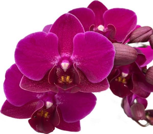 Phalaenopsis 'Morelia' (Fuşya Orkide) - Image 1