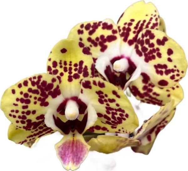 Phalaenopsis 'Orient Express' (Sarı Orkide) - Image 1
