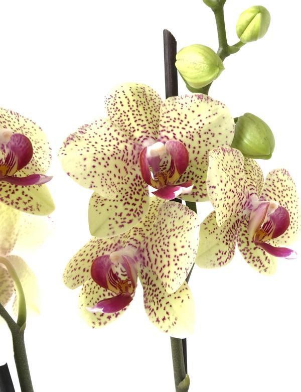 Phalaenopsis 'Pulsation' (Sarı Orkide) - Image 1