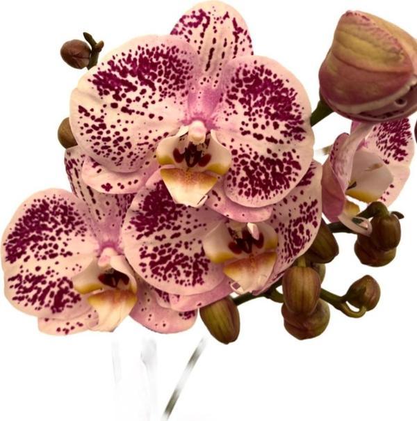 Phalaenopsis 'Sorano' (Pembe Orkide) - Image 1