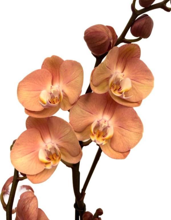 Phalaenopsis 'Suki' (Turuncu Orkide) - Image 1