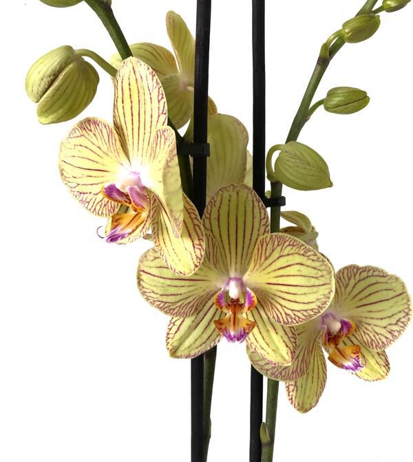 Phalaenopsis 'Torino' (Sarı Orkide) - Image 1