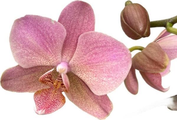 Phalaenopsis 'Treviso' (Pembe Orkide) - Image 1