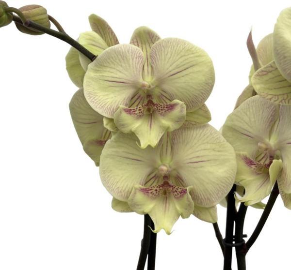 Phalaenopsis 'Turner' (Sarı Orkide) - Image 1