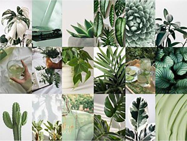 Bexdore Botanik Dekoratif Duvar Kolaj Seti, Botanik Poster Seti 30 Adet Kuşe Kağıt 350 gr -10×15 cm - Image 1