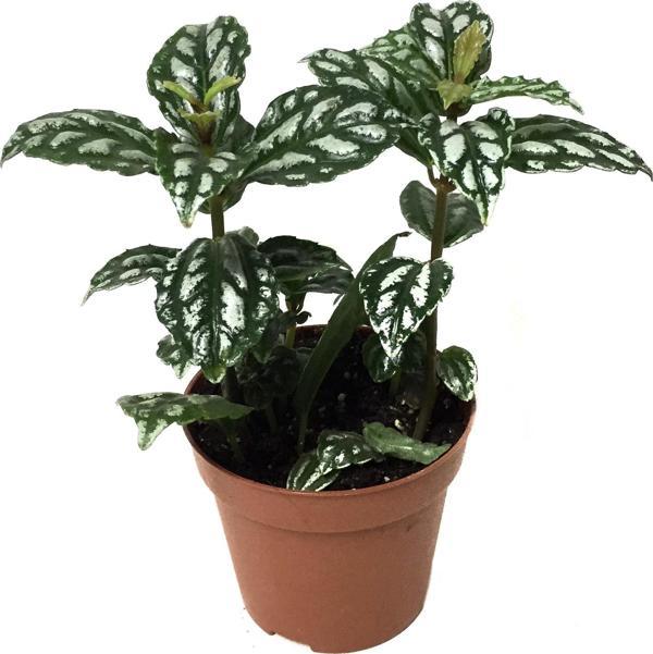 Pilea Cadierei - Image 1