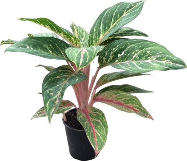 Aglaonema 'Cocomelon' (Çin Herdemyeşili) - Image 1