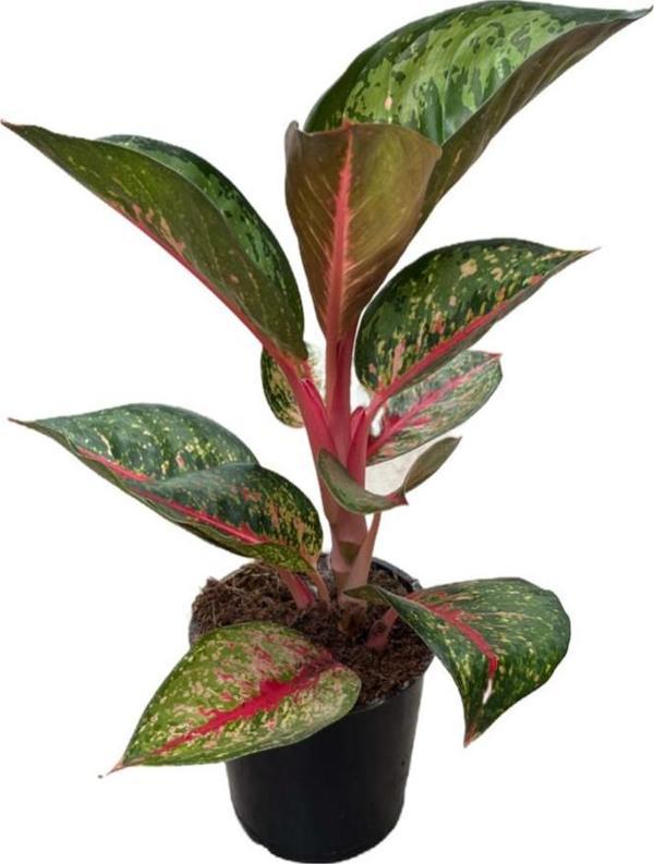 Aglaonema 'Dark Pink Star' (Çin Herdemyeşili) - Image 1