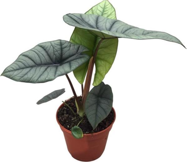 Alocasia 'Platinum' (Fil Kulağı) - Image 1