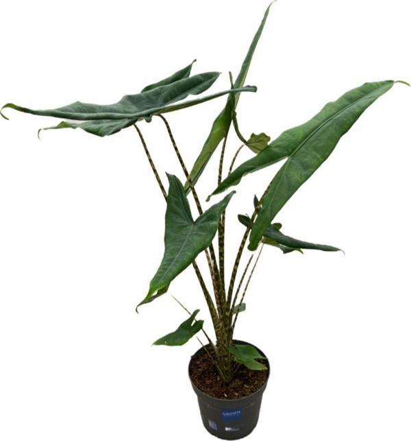 Alocasia Tigrina (Fil Kulağı) - Image 1