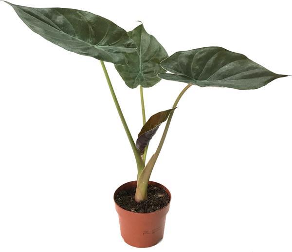 Alocasia Wentii (Fil Kulağı) - Image 1