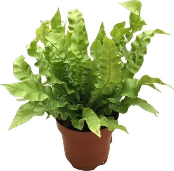 Asplenium Nidus 'Crispy Wave’ - Image 1