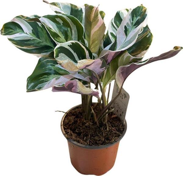 Calathea 'Fusion White' (Dua Çiçeği) - Image 1