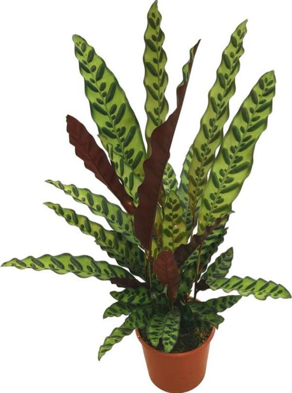 Calathea Lancifolia (Dua Çiçeği) - Image 1