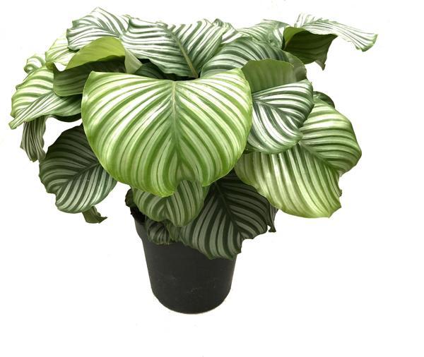 Calathea Orbifolia (Dua Çiçeği) - Image 1