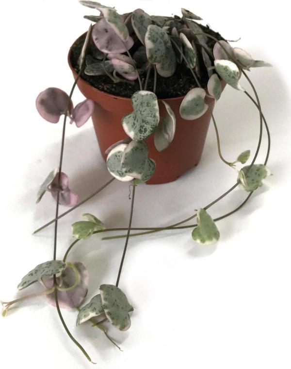 Ceropegia Woodii 'Variegata' (Kalp Kalbe Karşı Çiçeği) - Image 1