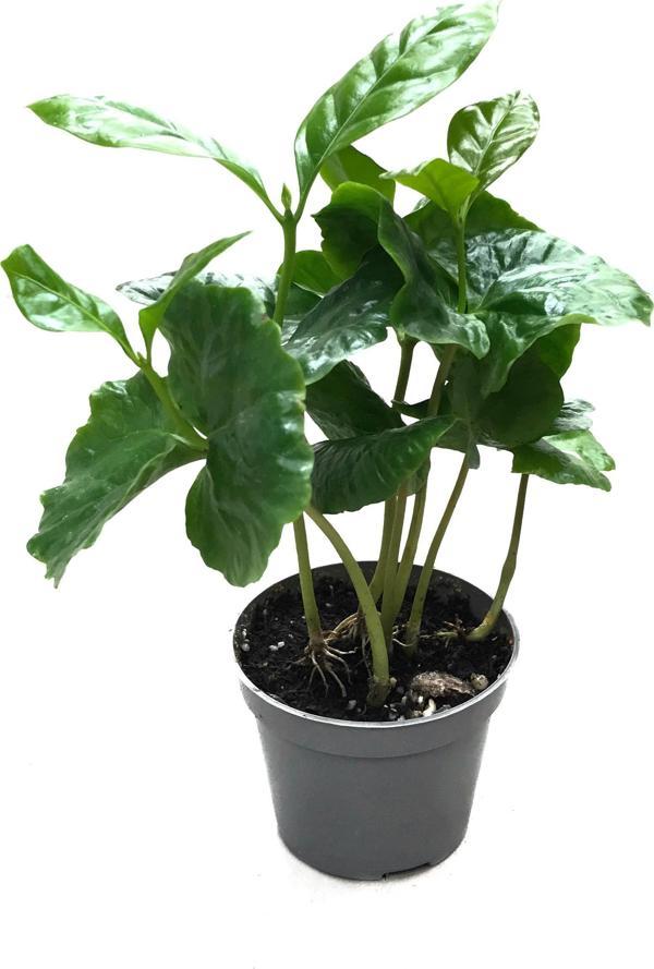 Coffea Arabiaca (Kahve Bitkisi) - Image 1