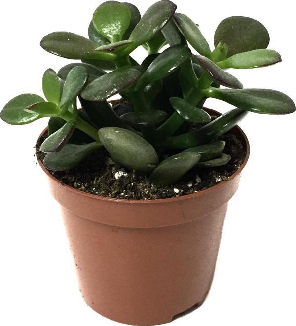 Crassula Ovata 'Minor' (Sukulent) - Image 1
