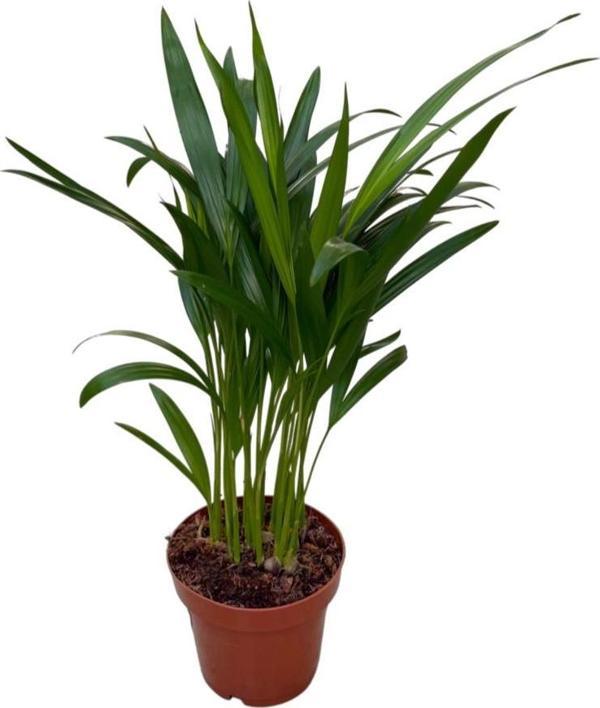 Dypsis Lutescens (Areka Palmiyesi) - Image 1
