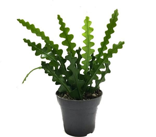 Epiphyllum Anguliger (Atlas Çiçeği) - Image 1