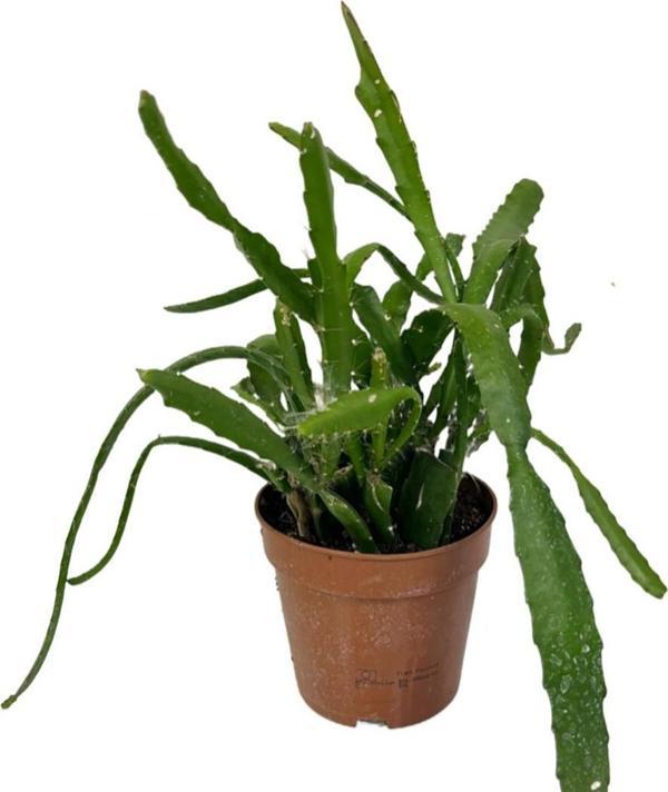 Epiphyllum 'Red Tip' (Atlas Çiçeği) - Image 1