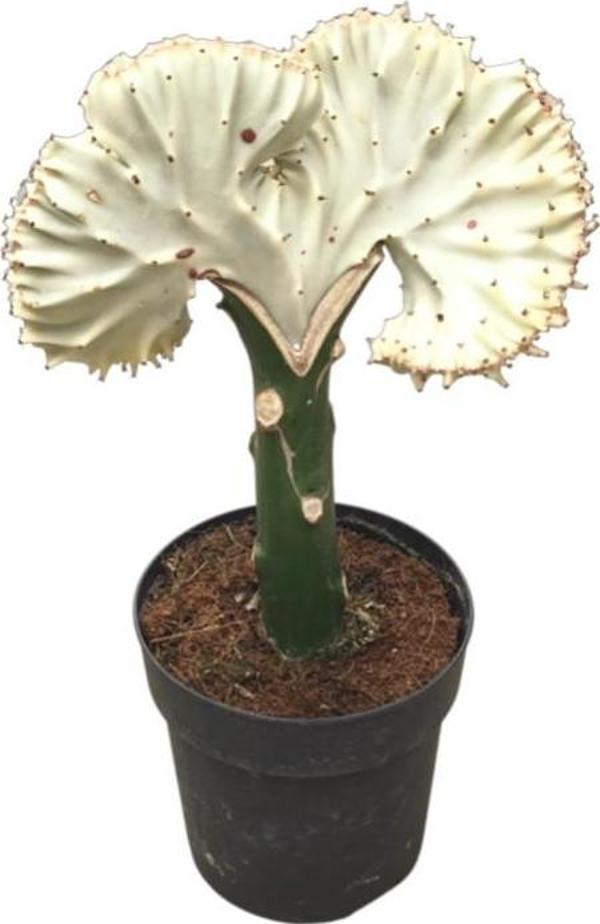 Euphorbia Lactea 'Alba Cristata' (Kaktüs) - Image 1