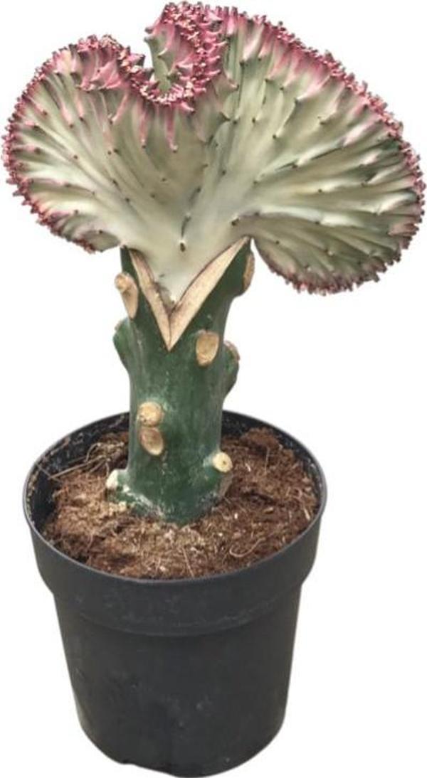 Euphorbia Lactea 'Cristata' (Kaktüs) - Image 1