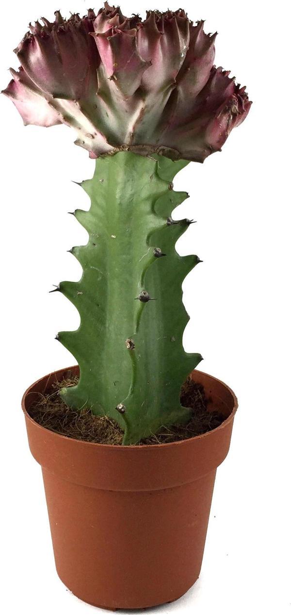 Euphorbia Lactea 'Cristata' (Kaktüs) - Image 1