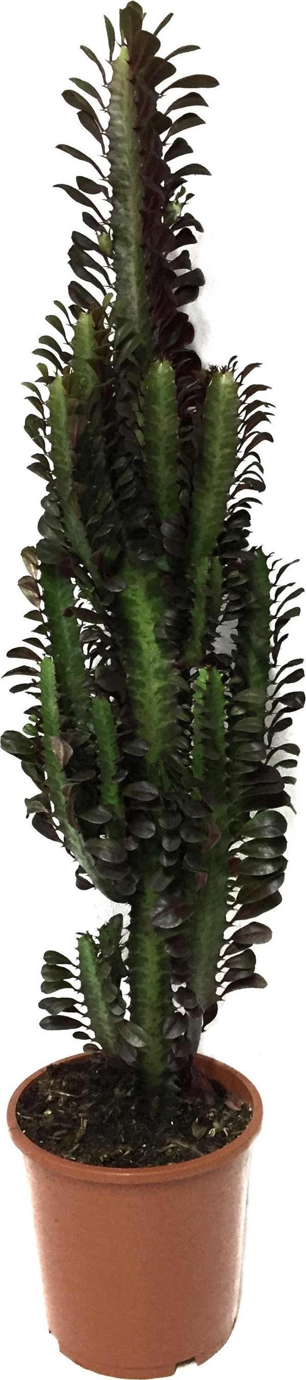 Euphorbia Trigona 'Rubra' (Süt Ağacı) - Image 1