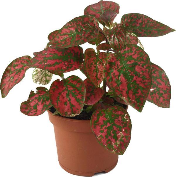 Hypoestes Phyllostachya 'Red' (Hostes Çiçeği) - Image 1