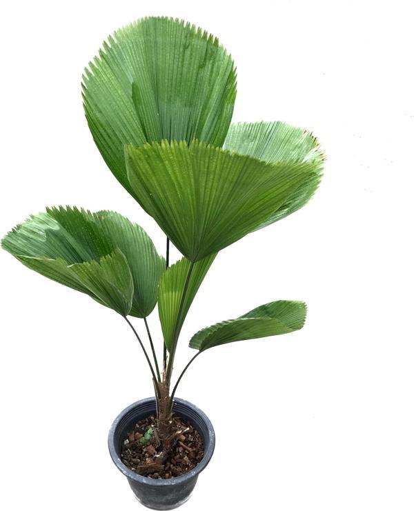 Licuala Grandis - Image 1