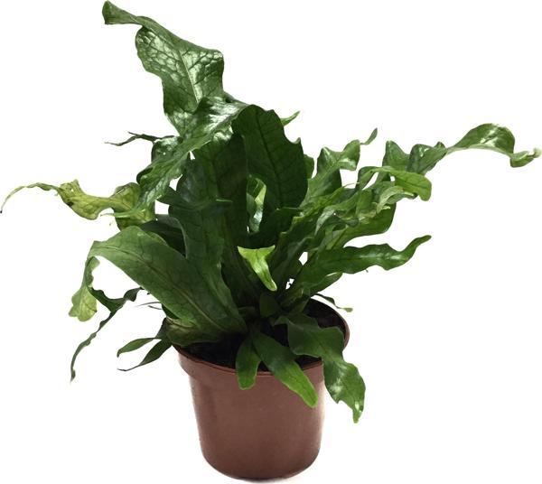 Microsorum Musifolium 'Crocodile Fern' - Image 1