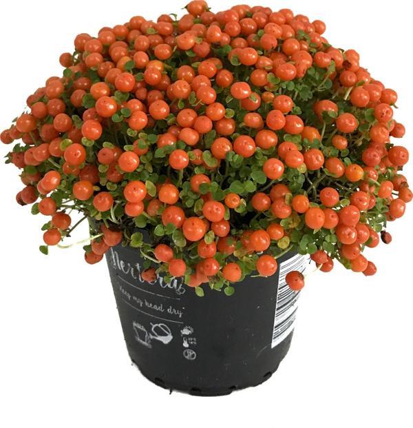 Nertera Granadensis 'Orange' (Mercan Boncuğu) - Image 1