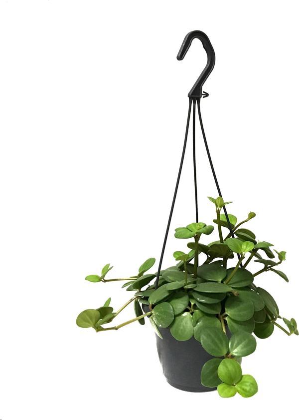 Peperomia Tetraphylla 'Hope' (Umut Sarmaşığı) - Image 1