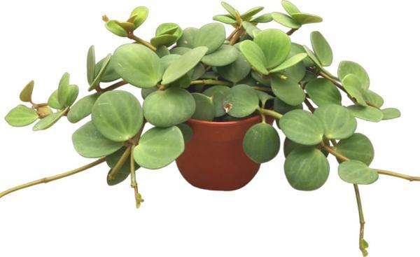 Peperomia Tetraphylla 'Hope' (Umut Sarmaşığı) - Image 1
