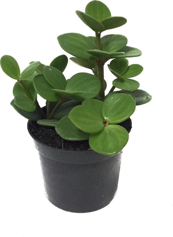 Peperomia Tetraphylla 'Hope' (Umut Sarmaşığı) - Image 1