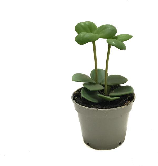 Peperomia Tetraphylla 'Hope' (Umut Sarmaşığı) - Image 1