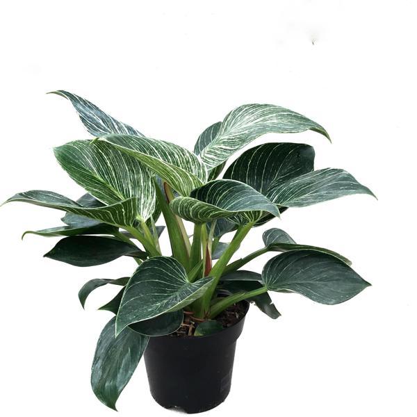 Philodendron 'Birkin' - Image 1