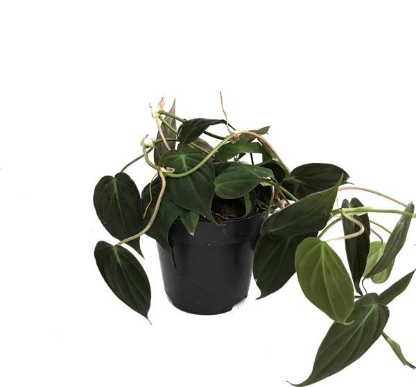 Philodendron Micans - Image 1