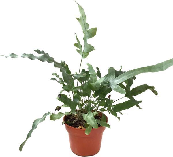 Phlebodium Aureum 'Blue Star' - Image 1