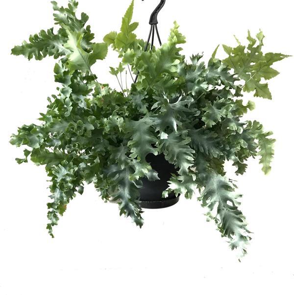 Phlebodium Aureum 'Davana' - Image 1
