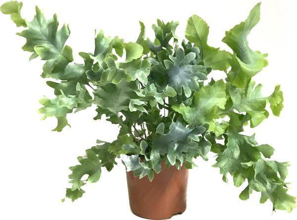 Phlebodium Aureum 'Davana' - Image 1