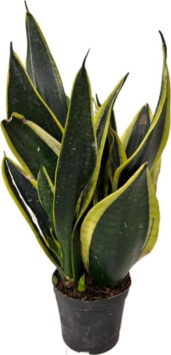 Sansevieria 'Black Gold' (Paşa Kılıcı) - Image 1