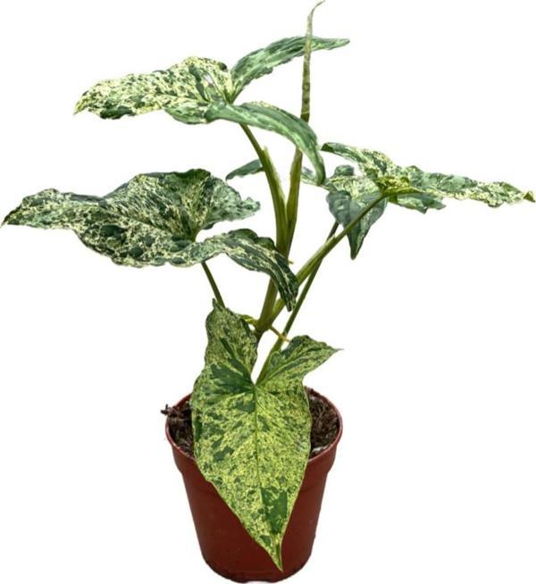 Syngonium 'Mojito' (Melek Kanadı) - Image 1