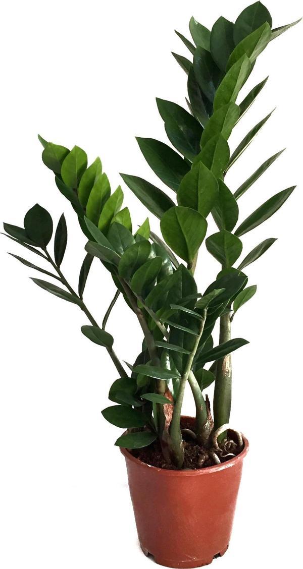 Zamia Zamioculcas (Zeze Çiçeği) - Image 1