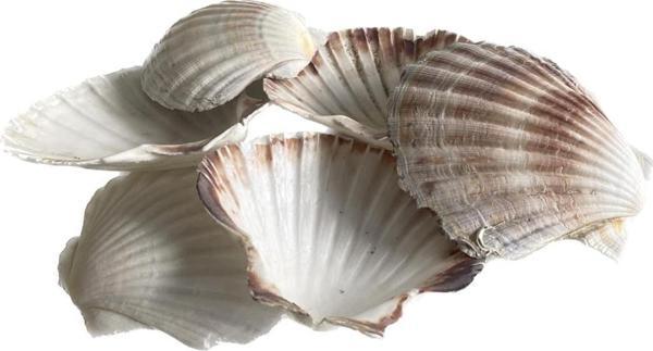 Doğal Dekoratif Deniz Kabuğu 10-12cm 1 Adet - Image 1