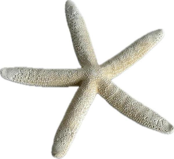 Doğal Parmak Deniz Yıldızı 15-20cm - Image 1