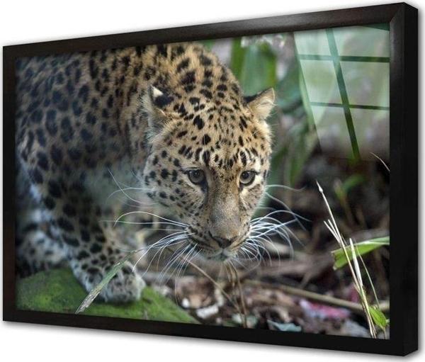 Tablosan Vahşi Doğa Kaplan Çerçeveli Cam Tablo 60x90 cm - Image 1