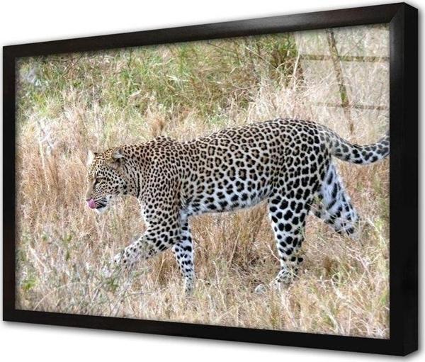 Tablosan Vahşi Doğa Kaplan Çerçeveli Cam Tablo 60x90 cm - Image 1