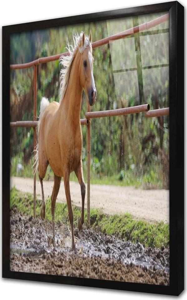 Tablosan Nehirde Boz Ayı Çerçeveli Cam Tablo 60x90 cm - Image 1